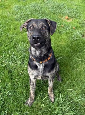 26Rocky- POB, Mix, young, available for adoption