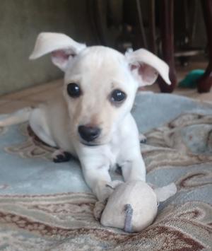 A small white puppy with large ears and dark eyes is lying on a patterned blanket, holding a toy in its paws.