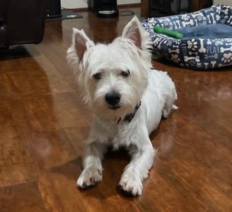 26Krypto, West Highland White Terrier Westie, young, available for adoption