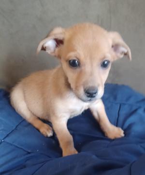 26Viking, Chihuahua/Mix, puppy, available for adoption
