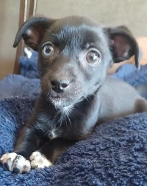 A small black puppy with big eyes and floppy ears is lying on a blue blanket.
