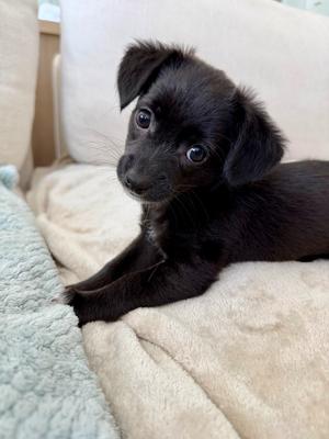 26Viviannah, Chihuahua/Mix, puppy, available for adoption
