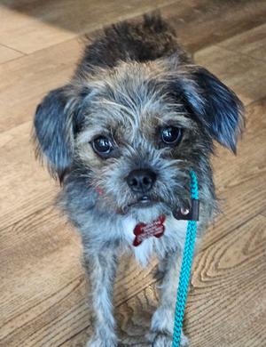 A small dog with shaggy fur and a blue leash, sitting on a wooden floor.
