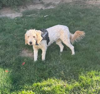 A fluffy white dog with curly fur is standing on a grassy field, wearing a black harness. The dog has a happy expression and its tail is slightly raised. The background shows more grass and a patch of dirt.