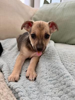 A small brown and black puppy with big ears and a pink tongue sticking out, lying on a gray blanket.