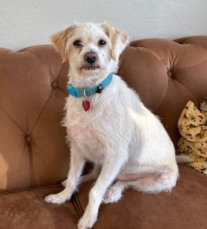 26Reggie, Terrier/Mix, adult, available for adoption