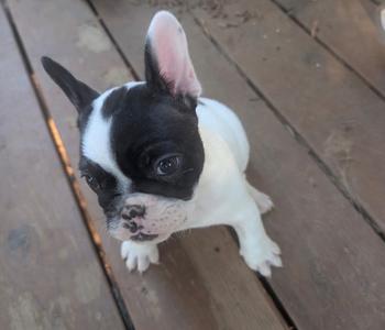 A black and white French bulldog puppy sitting on a wooden deck.