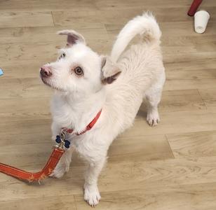 A small, white, scruffy dog with floppy ears and a red collar, standing on a wooden floor and looking up to the left.