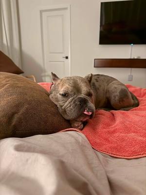 26Polyester, French Bulldog/Pit Bull Terrier, adult, available for adoption