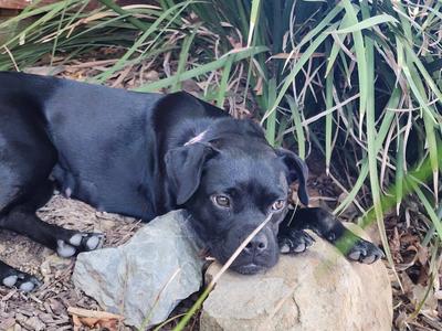 26Rombauer, Pug/Staffordshire Bull Terrier, young, available for adoption