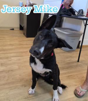 26Jersey Mikes, Border Collie/Mix, available for adoption