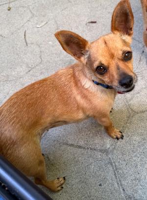 26Koha, Chihuahua/Mix, adult, available for adoption