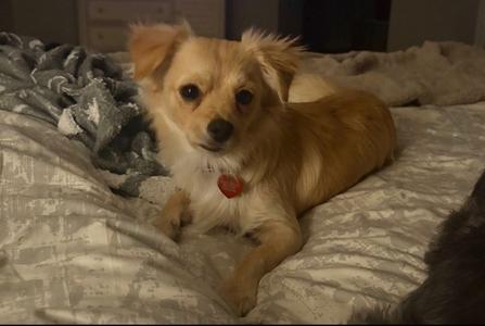 a small dog lying on a bed