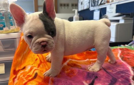 26Nickel, French Bulldog, puppy, available for adoption