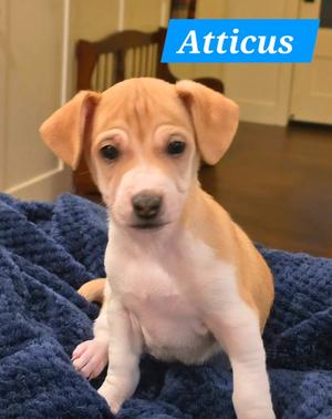 25Atticus, Mix, available for adoption