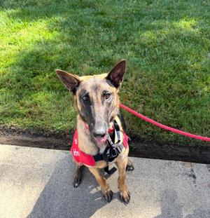 26Athena2- POB, Belgian Shepherd Malinois/Mix, young, available for adoption