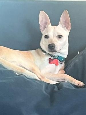A white dog with pointed ears and a red bone-shaped tag on its collar, lying on a dark blue surface.