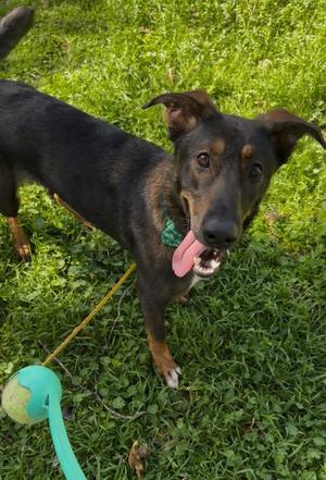 26Alyeska, German Shepherd Dog/Mix, young, available for adoption