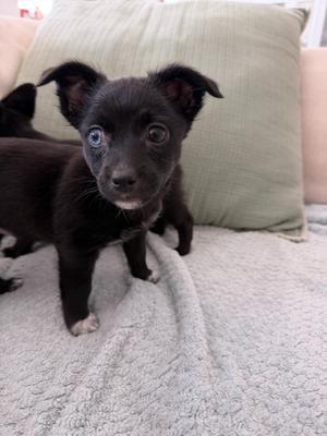 26Vilaria, Chihuahua/Mix, puppy, available for adoption