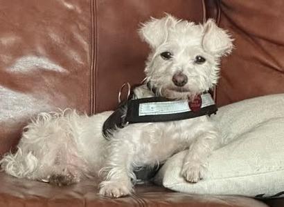 26Peanut, Terrier/Mix, adult, available for adoption
