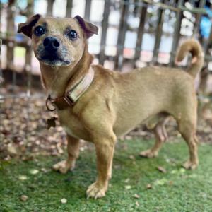 Cliff, Jack Russell Terrier / Dachshund, adult, available for adoption