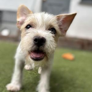 Meredith, Spaniel / Terrier, puppy, available for adoption