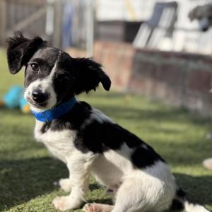 Michael, Spaniel / Terrier, puppy, available for adoption
