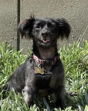 Vern, Spaniel, young, available for adoption