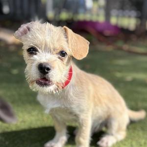 Kelly, Spaniel / Terrier, puppy, available for adoption