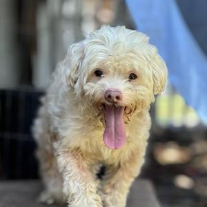 Antinous, Spaniel / Miniature Poodle, adult, available for adoption