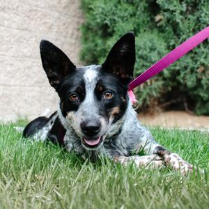 Willow Bean, Cattle Dog, Australian (Blue Heeler), adult, available for adoption