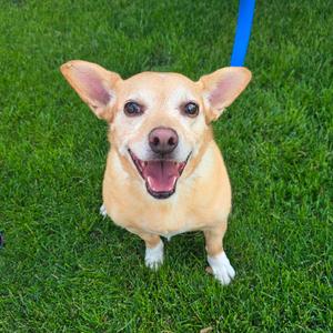 Queso, Chihuahua, available for adoption