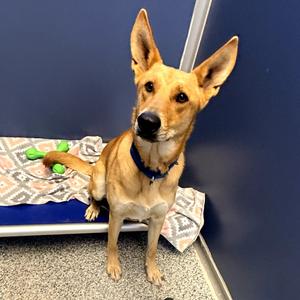 Honey, Shepherd, adult, available for adoption