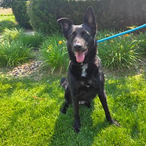 Zayda, Retriever, Black Labrador, adult, available for adoption