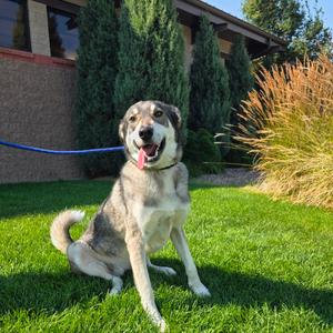 Stella, Malamute, Alaskan, adult, available for adoption