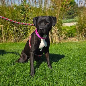 Raven, Terrier, American Pit Bull, adult, available for adoption