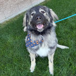 Naamah, Sheepdog, Caucasian Ovtcharka, adult, available for adoption