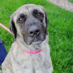 Xena, Shepherd, Anatolian, adult, available for adoption