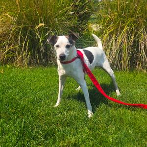 Petey, Terrier, Jack Russell, available for adoption