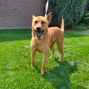 Gracie, Pei, Shar, adult, available for adoption