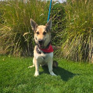Boscoe, Hound, Basset, adult, available for adoption