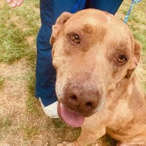 A brown dog with a pink tongue sticking out, sitting on grass next to a person wearing blue pants.