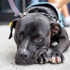 OG Anunoby, Pit Bull Terrier, young, available for adoption