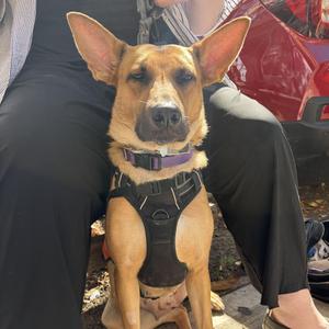 Everything Bagel, German Shepherd Dog, young, available for adoption