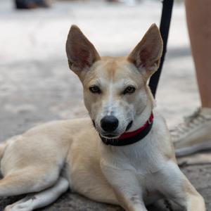 Carib Grackle, Terrier, young, available for adoption