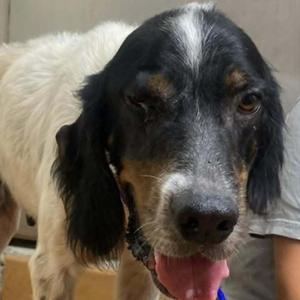 Gene Parmesan, English Setter, adult, available for adoption