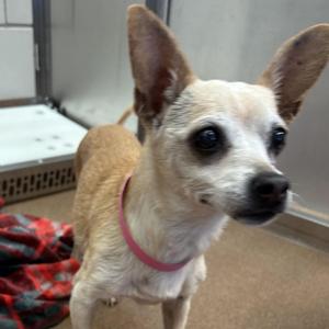 Dolly Pawton, Chihuahua, senior, available for adoption