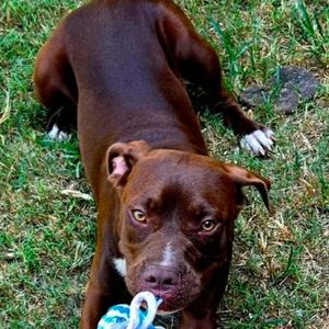 Sara CLAWs, Mixed Breed, young, available for adoption