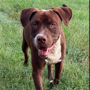 A brown and white dog with floppy ears standing in a grassy field.