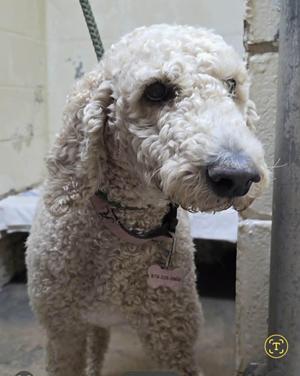 A fluffy white poodle standing in a room with a stone wall background.